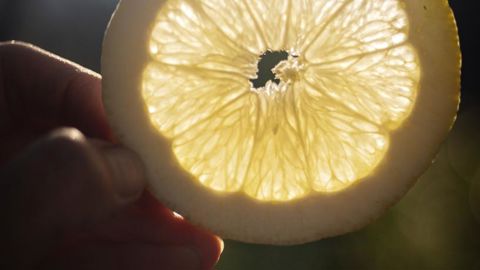 Gros fruit charnu, à l’écorce cabossée et gorgée d’huiles essentielles, le citron de Menton a son IGP depuis 2015.© Maison Gannac